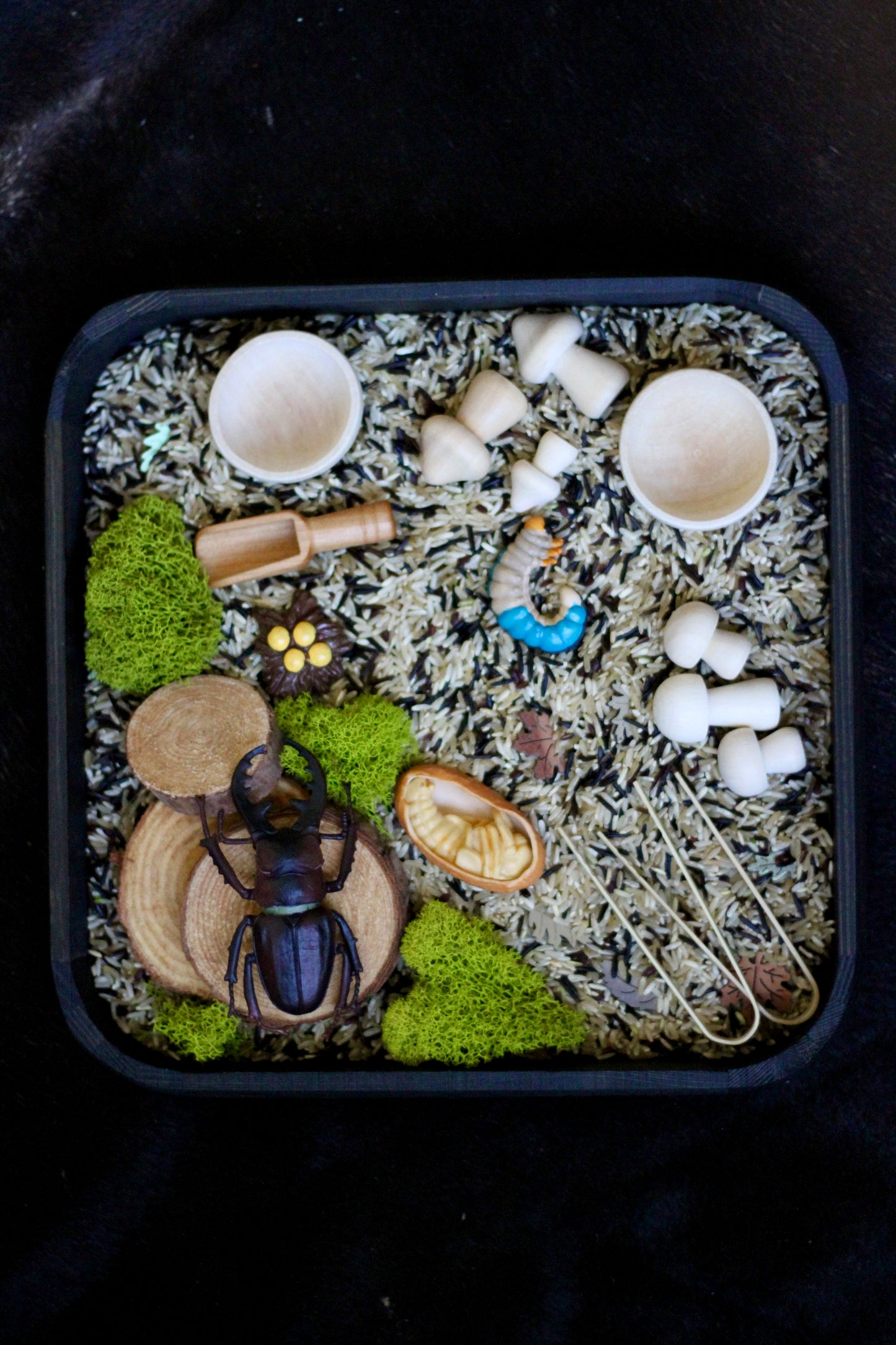 Kuwagata (Stag Beetle) Kit
