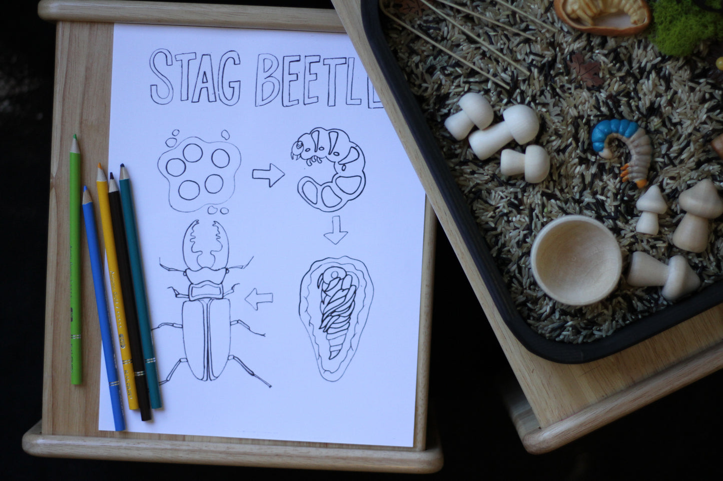 Kuwagata (Stag Beetle) Kit