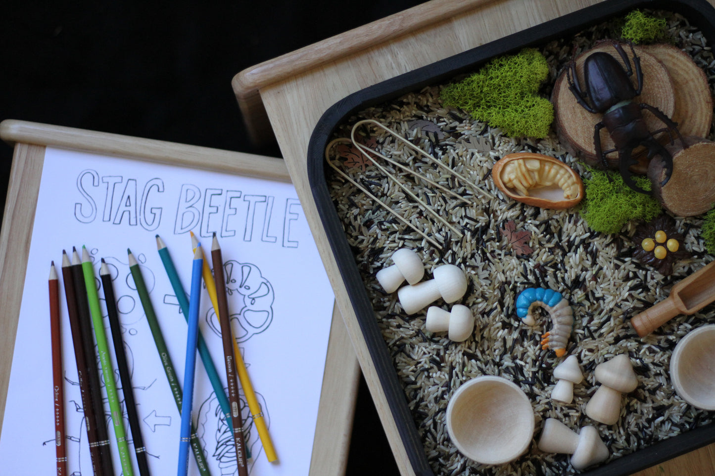 Kuwagata (Stag Beetle) Kit