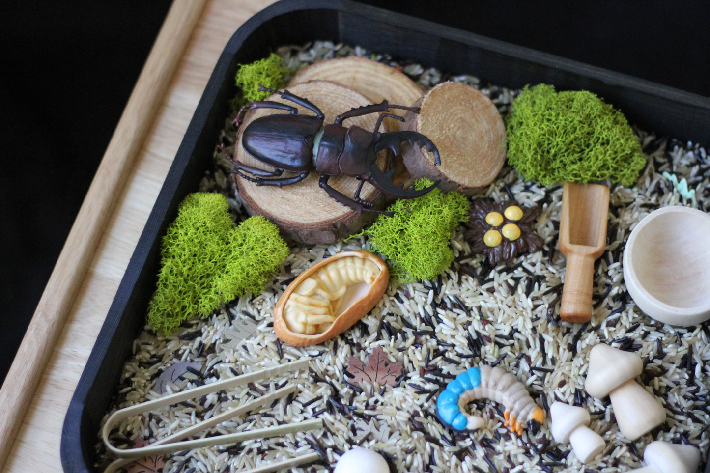 Kuwagata (Stag Beetle) Kit